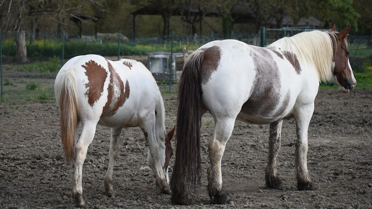 Magnifique poney 📸