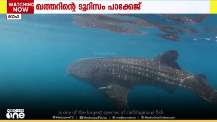 ഖത്തറിന്റെ ടൂറിസം പാക്കേജ്; പുറംകടലിലെ തിമിംഗല സ്രാവുകളെ കാണാൻ അവസരം