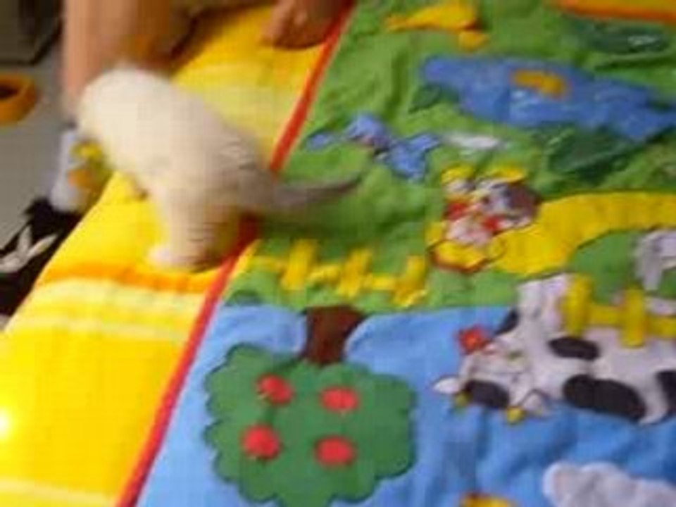 les bébés