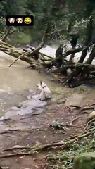 Las travesuras de 🐕