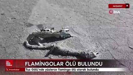 Tuz Gölü'nde yüzlerce flamingo ölü olarak bulundu