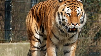 Conexão Animal N•4