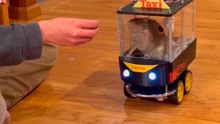 Viral video: Kuzko ve Kronk adlı fareler elektrikli arabalar kullanıyor, internette ilgi odağı oldular