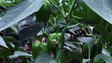 Dolma biber serası (bell pepper greenhouse)