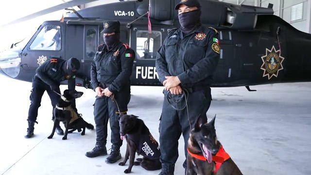 Así es como elementos caninos K9 de Fuerza Civil arriesgan su vida por Nuevo León