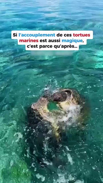 La magie de l’accouplement vue par les tortues marines 💚