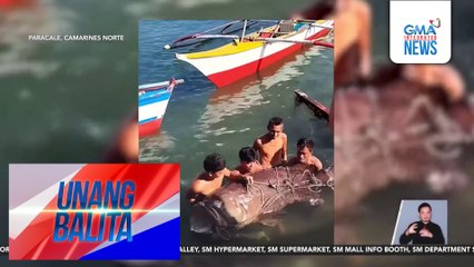 Higanteng lapulapu na tinatayang 150 kilo ang timbang, nahuli | Unang Balita