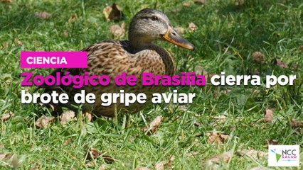 Zoológico de Brasilia cierra por brote de gripe aviar