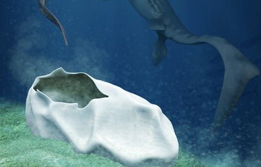 Humongous Fossil Egg From Over 48 Million Years Ago In Antarctica