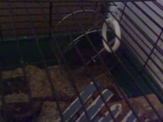 Greg retourne le hamster