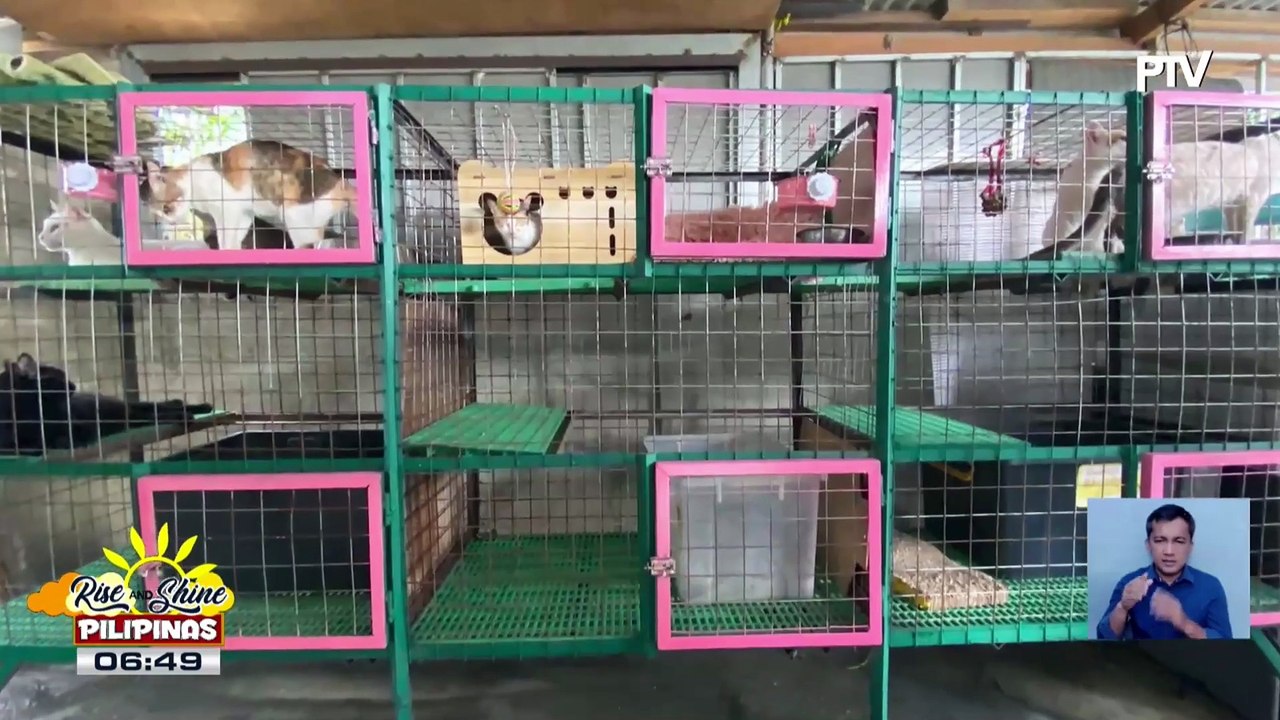 Wednesday Pet's Day | ang heart and soul sa likod ng CAThography Cat Cabin, kilalanin!