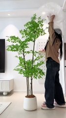 Cây Nam Thiên Trúc 180cm – Giải Pháp Decor Xanh Mát Cho Mọi Không Gian!