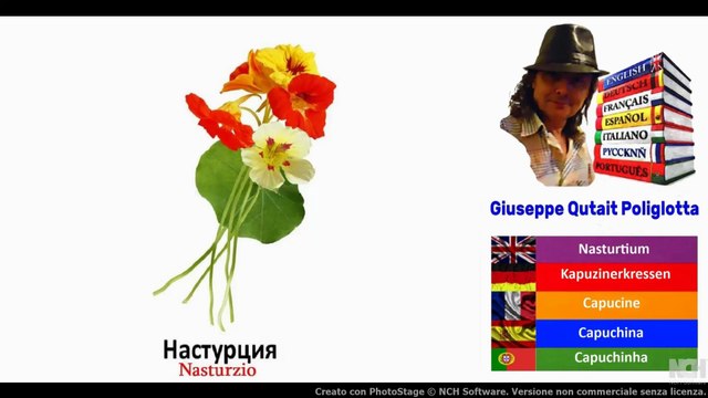 Visual Dict with Audio настурция, кувшинка, незабудка, оливковое масло