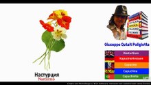 Visual Dict with Audio настурция, кувшинка, незабудка, оливковое масло