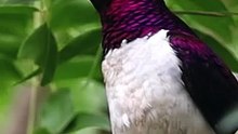 All video about birds life and hunting birds etc