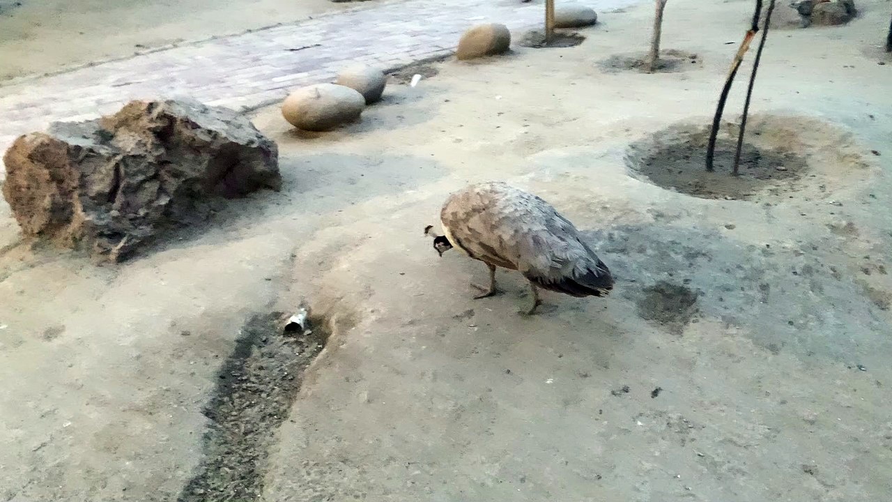 Brown Peacock
