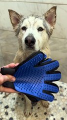 Do you think Glacier enjoyed it 🧼💜🐾