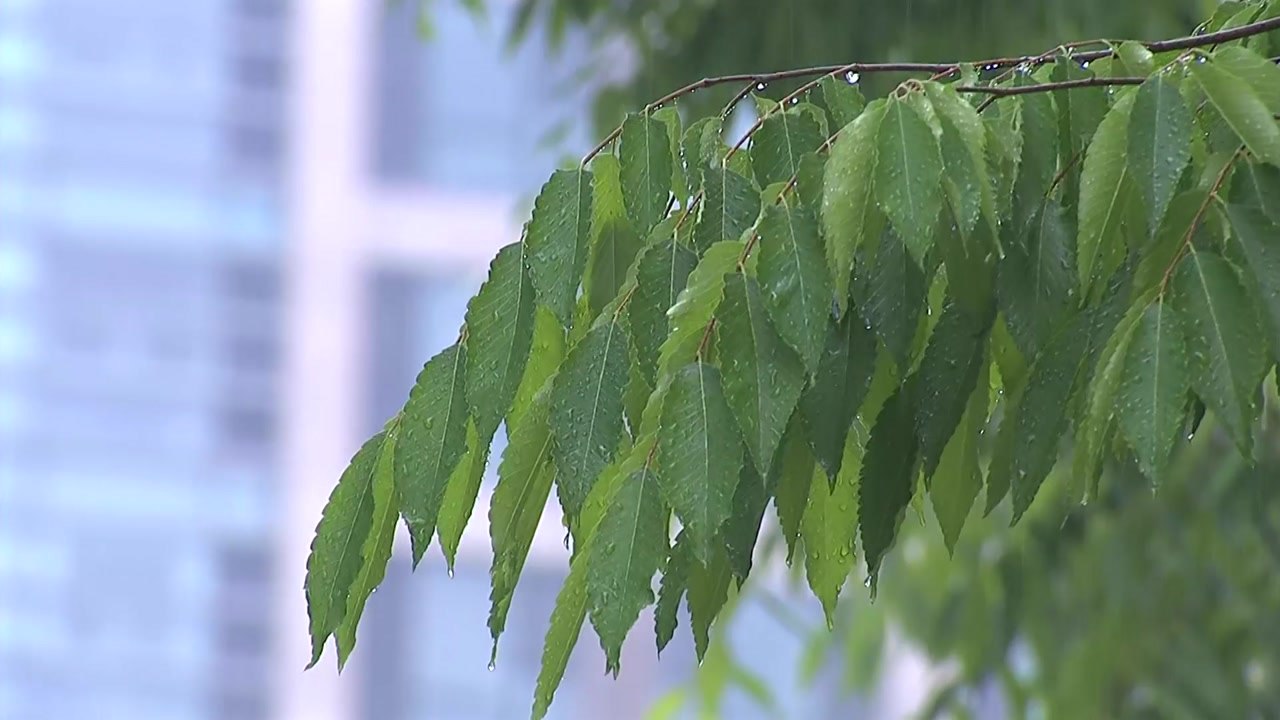 [날씨] 내일 밤 내륙 첫 장맛비, 최고 80mm...모레 밤부턴 폭우 우려 / YTN