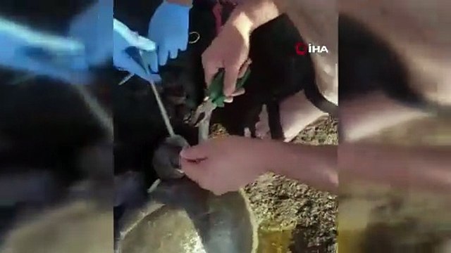 Misina yutan caretta ekiplerin müdahalesiyle hayata döndü