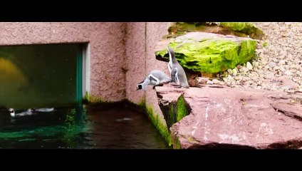 Paul - Un pinguino da salvare (Trailer Ufficiale HD) ⭐️⭐️⭐️