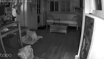 cão, urso, Califórnia