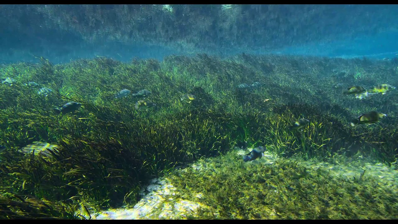 Sea cows