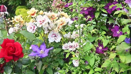 NGS: Secret Gardens open this weekend in Ludlow for Charity.