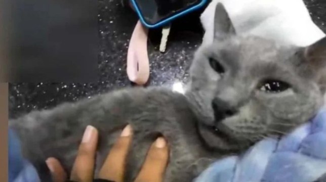 Kadın motokuryenin kalbi duran kediyi kurtarma çabası kamerada