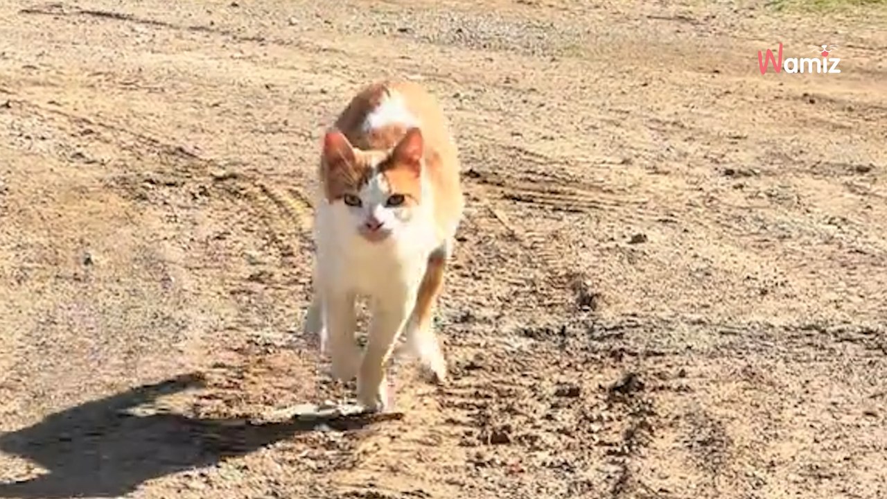 Streunerkatze entdeckt Lieblingsmenschen auf der Straße: 1,1 Millionen Menschen sind begeistert (Video)