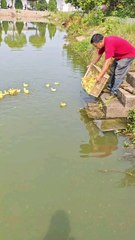 day 1, swimming duck