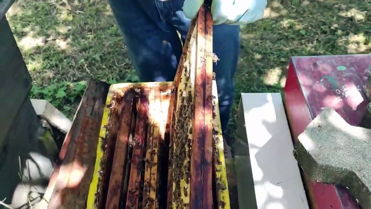 magazine _ les abeilles de Jacques du 07 06 25