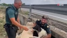 Ladridos bajo tierra en Alzira: la Guardia Civil salva a un perro atrapado en una acequia subterránea