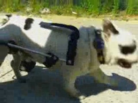 CHAISE ROULANTE POUR CHIEN BOULEDOGUE PARALYSE