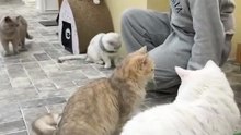 Cat Cafe