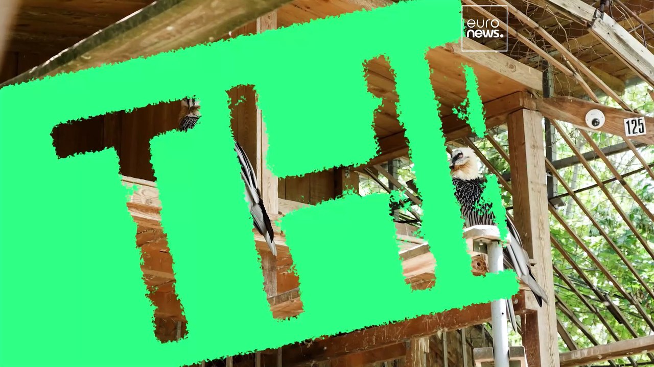 „Es ist wie ein Wunder“: die emotionale Wiederansiedlung des Bartgeiers in Bulgarien