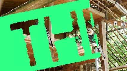 „Es ist wie ein Wunder“: die emotionale Wiederansiedlung des Bartgeiers in Bulgarien