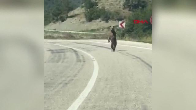 Yola inen ayı kamerada