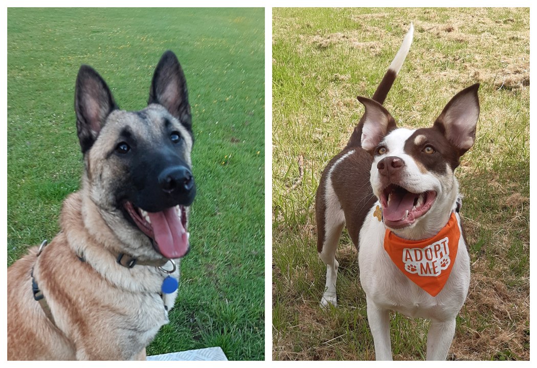 Newtownabbey rescue dogs Brodie and Bambi are urgently seeking their forever homes