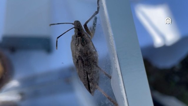 Kahverengi kokarca ile mücadele edecek samuray arıları doğaya salındı