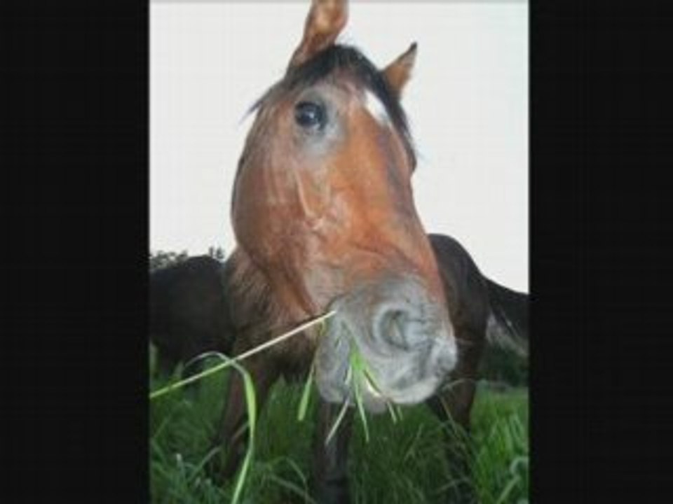 Trash Bleu, Mon Cheval