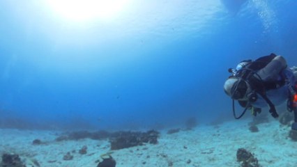Triggerfish attacks diver after he gets too focused on buddy’s Insta360 camera