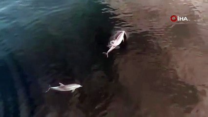 Denizdeki yunuslar havadan görüntülendi! O anlar kamerada