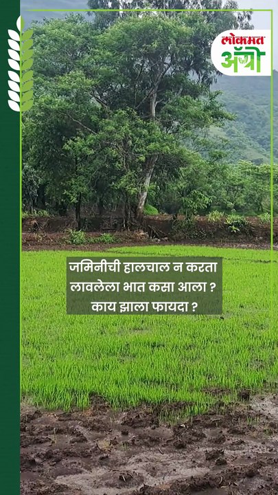 जमिनीची हालचाल न करता लावलेला भात कसा आला काय झाला फायदा