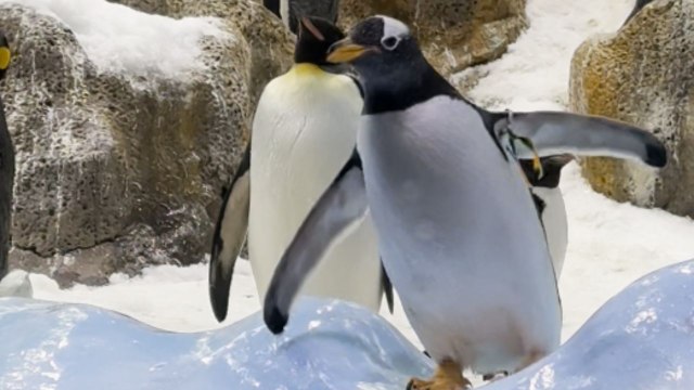 Penguin that appeared headless was actually just sleeping in broad daylight