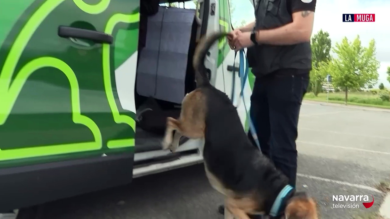 Iñaki nos ayuda a educar a nuestros perros, la clave está en el control de impulsos