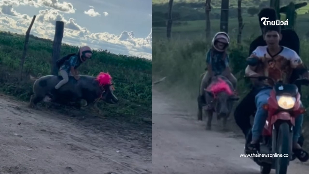หนุ่มน้อย 9 ขวบ ขี่หมูไปโรงเรียนทุกวัน แถมตั้งชื่ออย่างเท่
