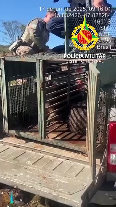 Seis capivaras são resgatadas em piscina de casa no Lago Sul