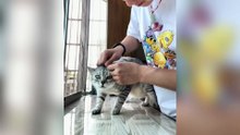 Try Not To LaughFunniest Dogs and Cats Clips 2025