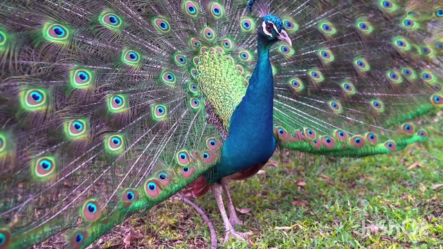 Natural beauty|Birds|animals|forest|ai video#birds#animals