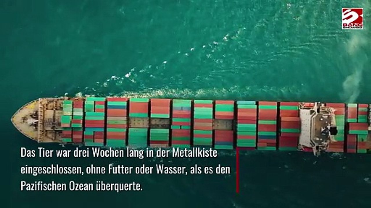 Wunderkatze überlebt dreiwöchige Reise von China in die USA in Frachtkiste